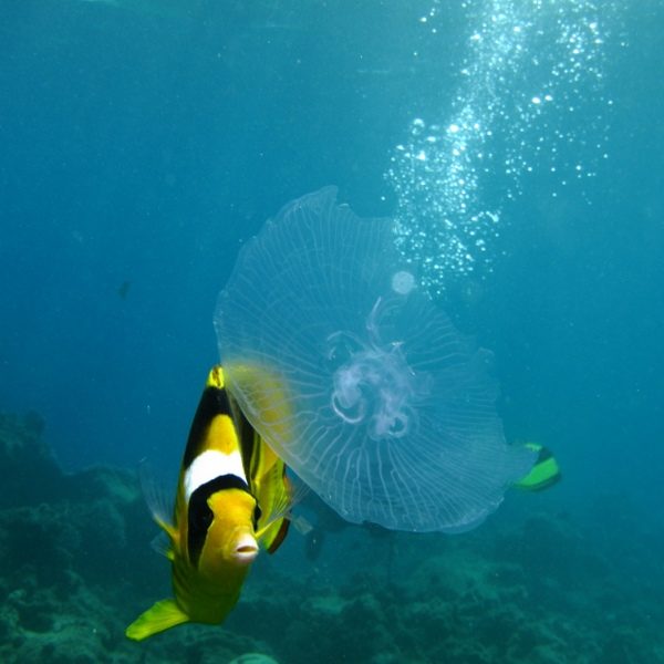 butterfly fish Fotografin: Silke Baron