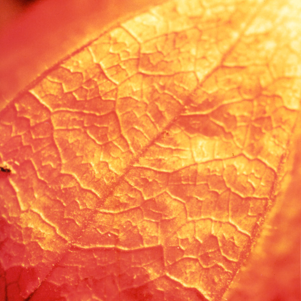 Beschämung statt Bescherung