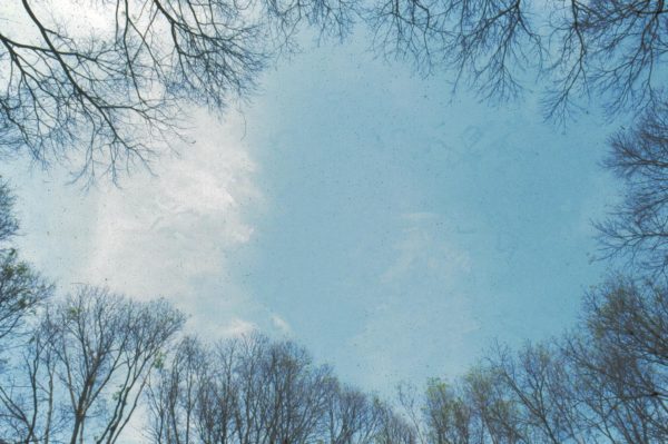 Reggio Projekt: Lied der Bäume