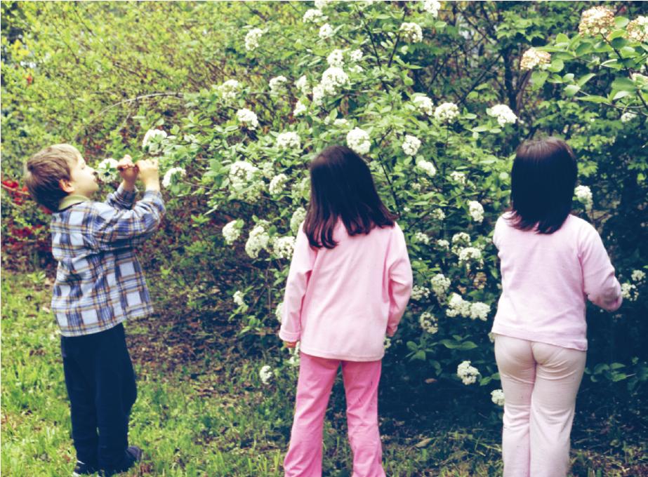 Duftgarten. Wie man Rosenparfüm herstellt