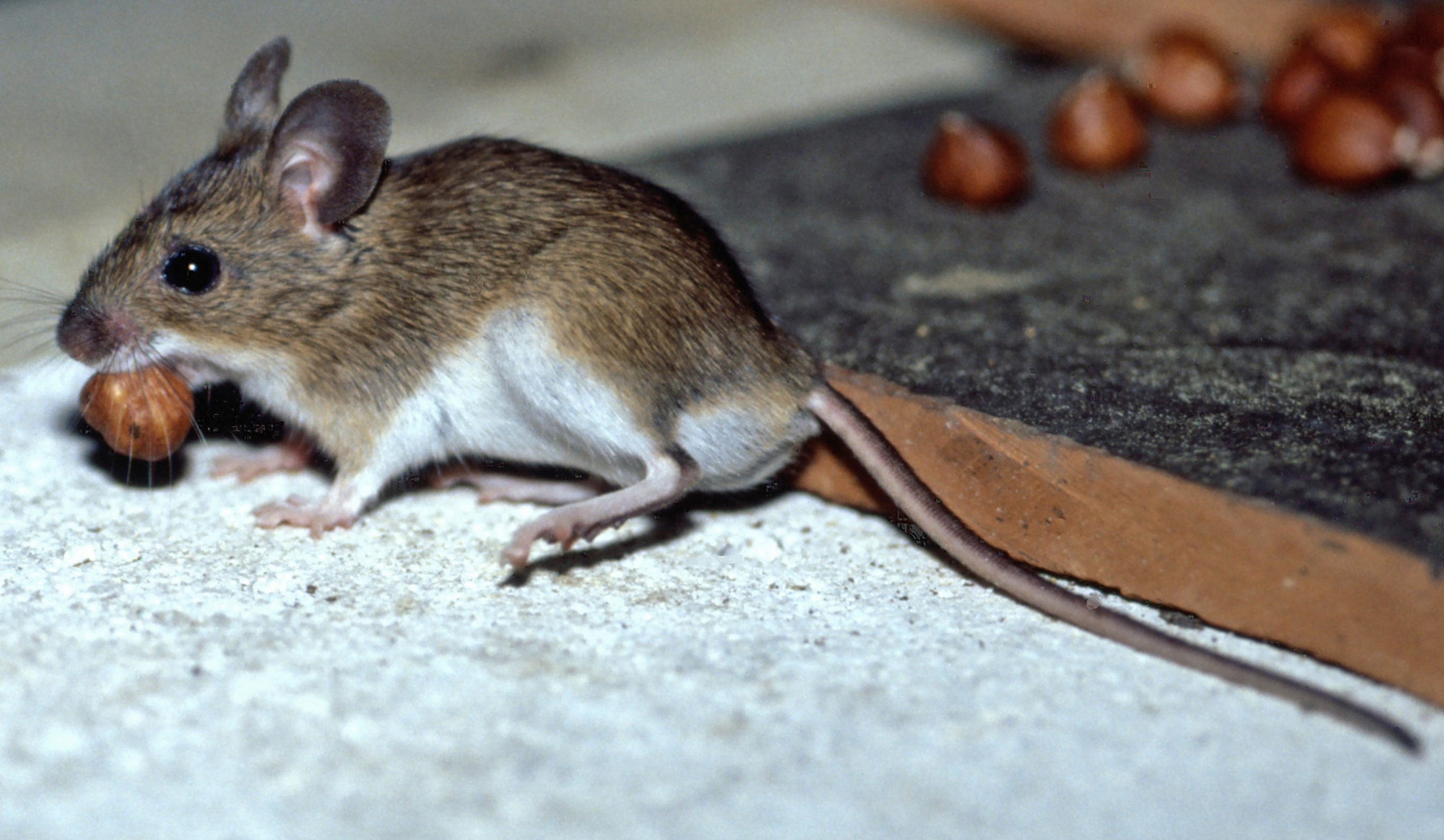 Besucher und Mitbewohner: Die Hausmaus