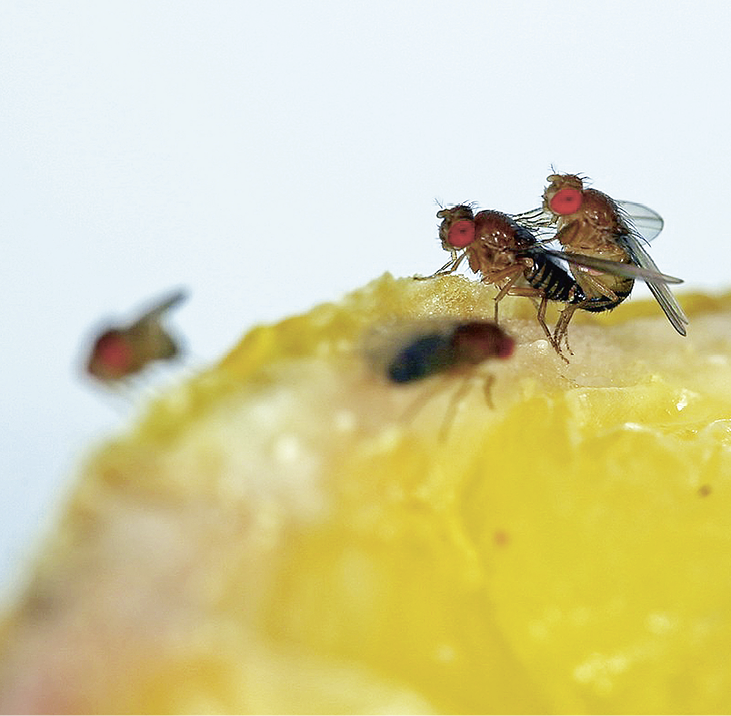 Besucher und Mitbewohner: Die Obstfliege