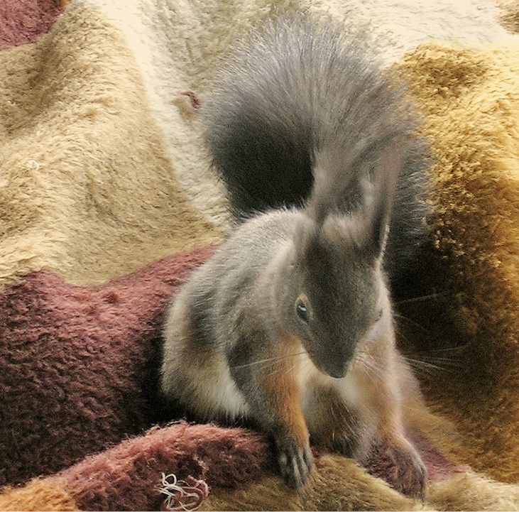 Besucher und Mitbewohner