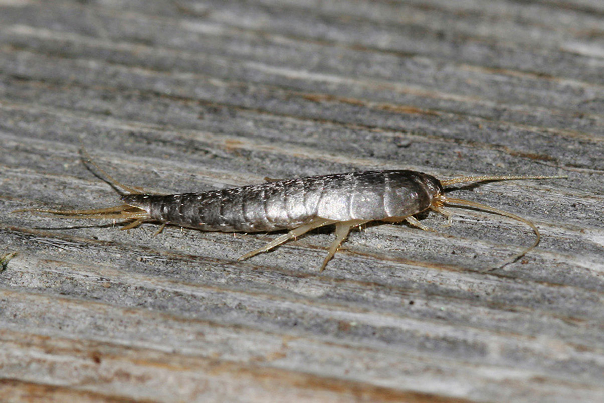 Besucher und Mitbewohner: Der Silberfisch