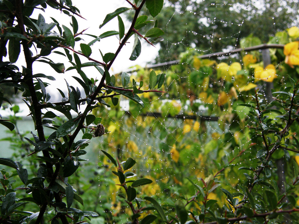 Die Nachtigall #Schüttelreim