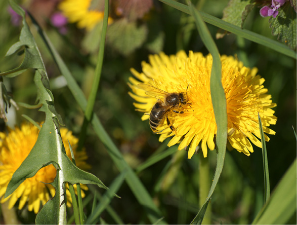 Bienen diskutieren nicht…