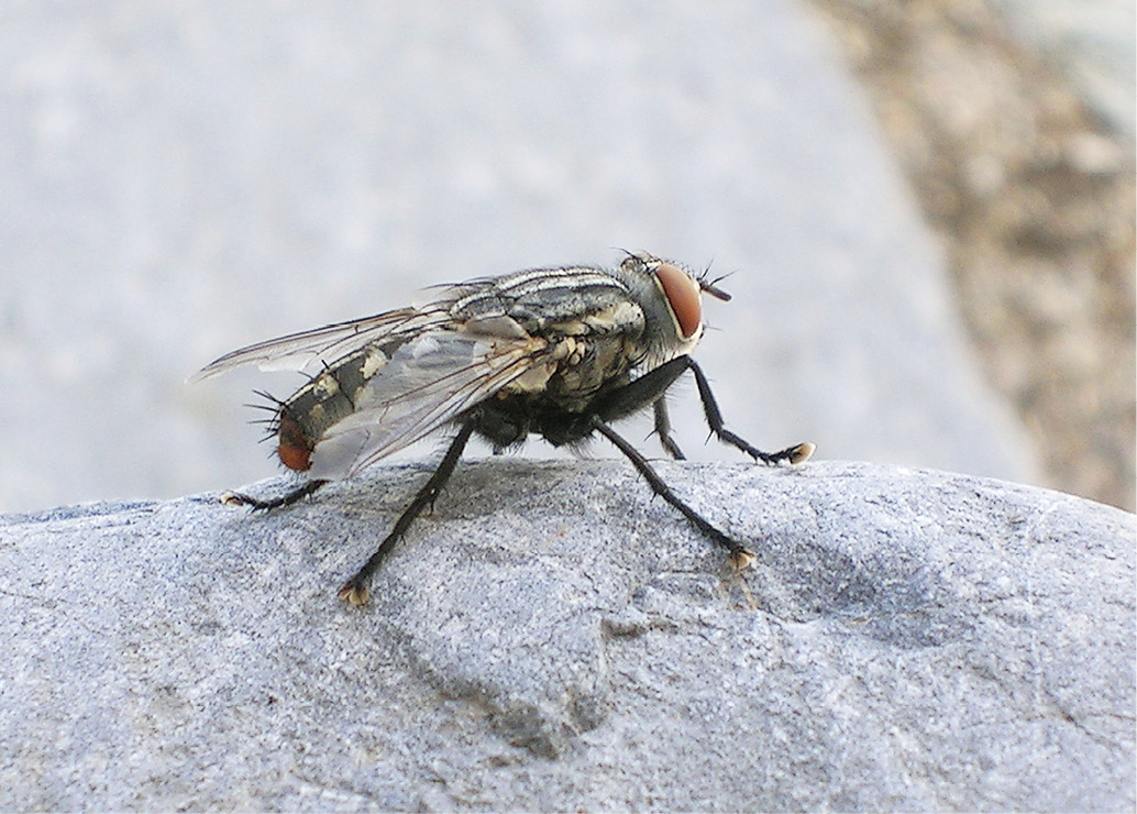 Besucher und Mitbewohner: Die Stubenfliege