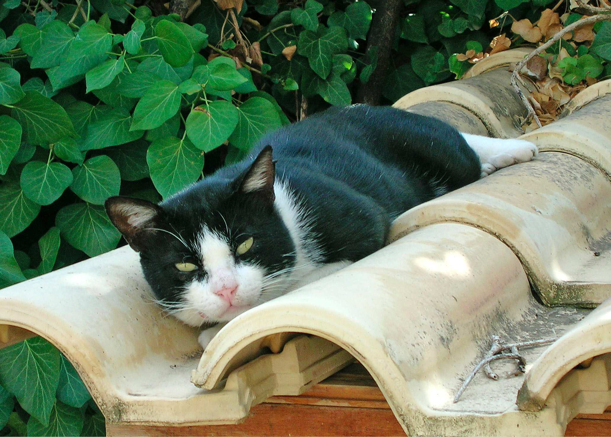 Besucher und Mitbewohner: Die Katze