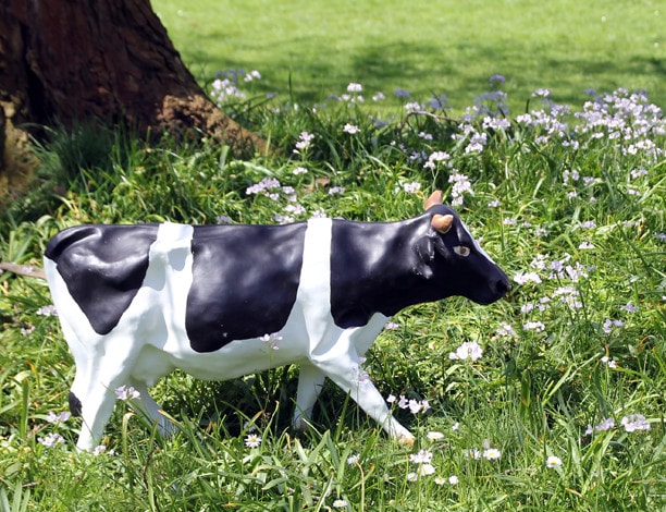 Die Kuh im TV & in Ichenhausen