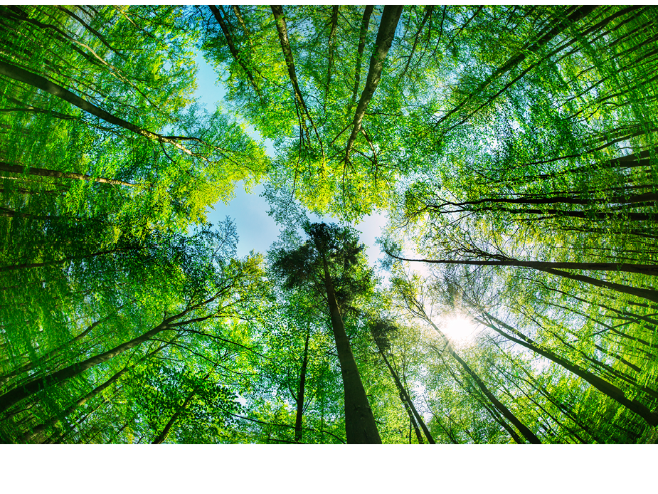 Können  Bäume sprechen?