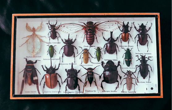 Zecken zwicken, Zicken zanken