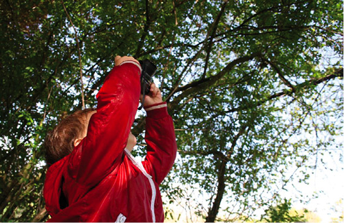 Das Licht des Waldes