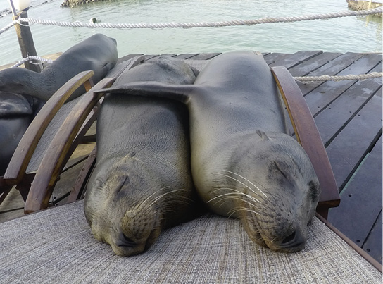 Mach den wamiki-Faktencheck. Thema Tiere